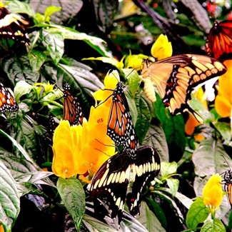 Monarch Butterflies in Mexico 