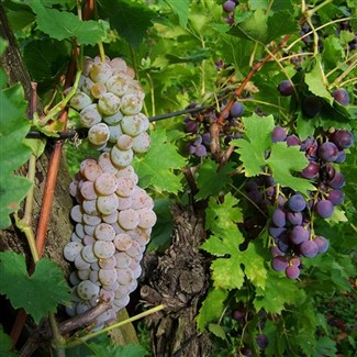 Harvestfest @ Sonoita VIneyards