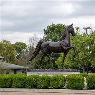 Kentucky Bourbon & Horses
