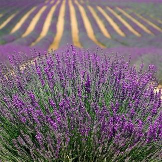 Pine Creek Canyon Lavender Farm/Country Inn Pizza 