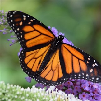 Mexico's Monarch Butterfly Mirgration 2025