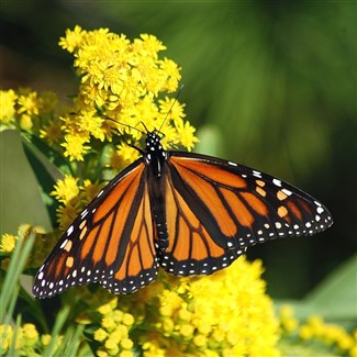 Mexico's Monarch Butterfly Migration