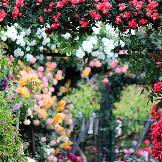 Roses & Bubbly - Mesa & Scottsdale