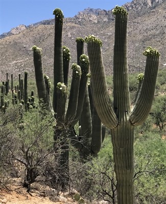 Tucson - Sonoran Adventure Getaway