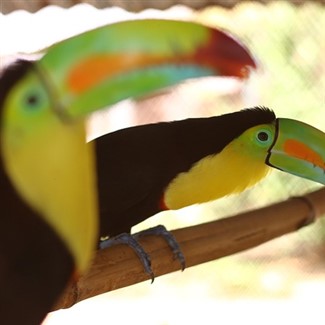 Tropical Costa Rica 2026