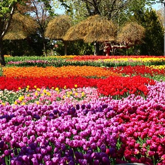 Tulip Time in the Netherland & Belgium
