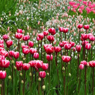 Tulip Time Amsterdam EE Cruise 