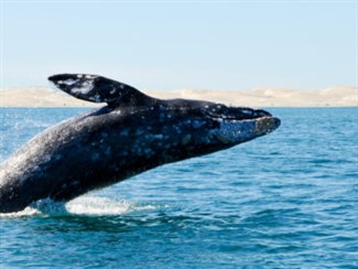 Baja, Mexico Whales & Wine