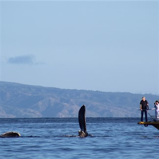 California Whales & Wine 2027